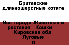 Британские длинношерстные котята - Все города Животные и растения » Кошки   . Кировская обл.,Луговые д.